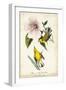 Yellow Swamp Warbler-John James Audubon-Framed Art Print