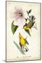 Yellow Swamp Warbler-John James Audubon-Mounted Art Print