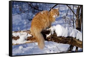 Yellow Tabby (Young Male) Longhair Showing Long-Lynn M^ Stone-Framed Stretched Canvas