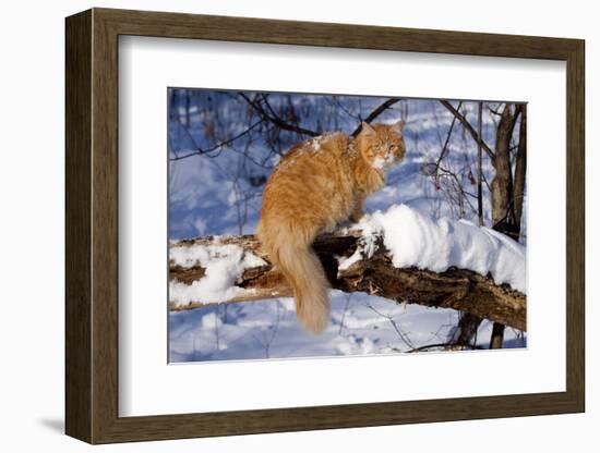 Yellow Tabby (Young Male) Longhair Showing Long-Lynn M^ Stone-Framed Photographic Print