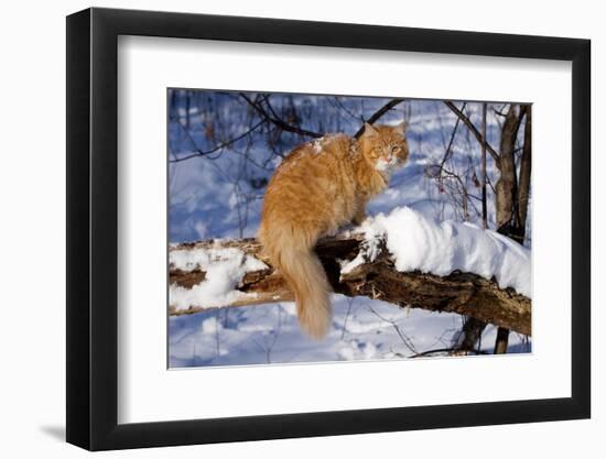 Yellow Tabby (Young Male) Longhair Showing Long-Lynn M^ Stone-Framed Photographic Print