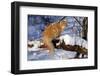 Yellow Tabby (Young Male) Longhair Showing Long-Lynn M^ Stone-Framed Photographic Print