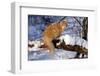 Yellow Tabby (Young Male) Longhair Showing Long-Lynn M^ Stone-Framed Photographic Print