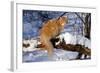 Yellow Tabby (Young Male) Longhair Showing Long-Lynn M^ Stone-Framed Photographic Print