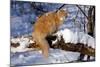 Yellow Tabby (Young Male) Longhair Showing Long-Lynn M^ Stone-Mounted Photographic Print