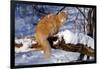 Yellow Tabby (Young Male) Longhair Showing Long-Lynn M^ Stone-Framed Photographic Print
