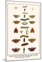 Yellow Tail Moth, White Satin, Moth, Oak Eggar, Caterpillar, Fly, Garden Tiger, Woolly Bear-Albertus Seba-Mounted Art Print