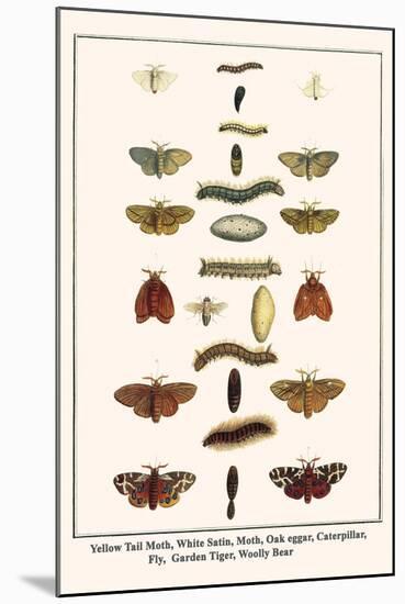 Yellow Tail Moth, White Satin, Moth, Oak Eggar, Caterpillar, Fly, Garden Tiger, Woolly Bear-Albertus Seba-Mounted Art Print