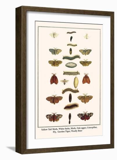 Yellow Tail Moth, White Satin, Moth, Oak Eggar, Caterpillar, Fly, Garden Tiger, Woolly Bear-Albertus Seba-Framed Art Print