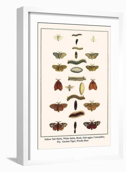 Yellow Tail Moth, White Satin, Moth, Oak Eggar, Caterpillar, Fly, Garden Tiger, Woolly Bear-Albertus Seba-Framed Art Print