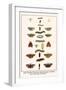 Yellow Tail Moth, White Satin, Moth, Oak Eggar, Caterpillar, Fly, Garden Tiger, Woolly Bear-Albertus Seba-Framed Art Print