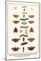 Yellow Tail Moth, White Satin, Moth, Oak Eggar, Caterpillar, Fly, Garden Tiger, Woolly Bear-Albertus Seba-Mounted Art Print