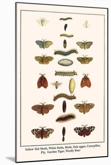 Yellow Tail Moth, White Satin, Moth, Oak Eggar, Caterpillar, Fly, Garden Tiger, Woolly Bear-Albertus Seba-Mounted Art Print