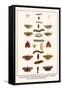 Yellow Tail Moth, White Satin, Moth, Oak Eggar, Caterpillar, Fly, Garden Tiger, Woolly Bear-Albertus Seba-Framed Stretched Canvas