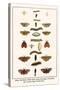 Yellow Tail Moth, White Satin, Moth, Oak Eggar, Caterpillar, Fly, Garden Tiger, Woolly Bear-Albertus Seba-Stretched Canvas