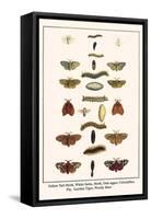 Yellow Tail Moth, White Satin, Moth, Oak Eggar, Caterpillar, Fly, Garden Tiger, Woolly Bear-Albertus Seba-Framed Stretched Canvas