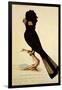 Yellow-Tailed Black Cockatoo, Calyptorhynchus Funereus-Thomas Watling-Framed Giclee Print
