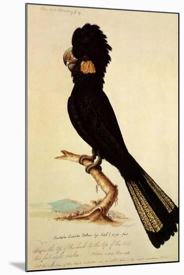 Yellow-Tailed Black Cockatoo, Calyptorhynchus Funereus-Thomas Watling-Mounted Giclee Print