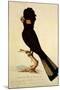 Yellow-Tailed Black Cockatoo, Calyptorhynchus Funereus-Thomas Watling-Mounted Giclee Print