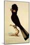 Yellow-Tailed Black Cockatoo, Calyptorhynchus Funereus-Thomas Watling-Mounted Giclee Print