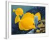 Yellow Tangs-Durwood Coffey-Framed Giclee Print