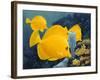 Yellow Tangs-Durwood Coffey-Framed Giclee Print