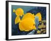 Yellow Tangs-Durwood Coffey-Framed Giclee Print