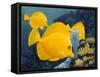 Yellow Tangs-Durwood Coffey-Framed Stretched Canvas