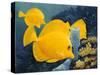 Yellow Tangs-Durwood Coffey-Stretched Canvas