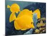 Yellow Tangs-Durwood Coffey-Mounted Giclee Print