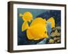 Yellow Tangs-Durwood Coffey-Framed Giclee Print