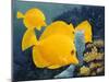 Yellow Tangs-Durwood Coffey-Mounted Giclee Print