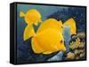 Yellow Tangs-Durwood Coffey-Framed Stretched Canvas