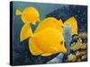 Yellow Tangs-Durwood Coffey-Stretched Canvas