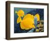 Yellow Tangs-Durwood Coffey-Framed Giclee Print