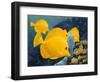 Yellow Tangs-Durwood Coffey-Framed Giclee Print