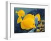 Yellow Tangs-Durwood Coffey-Framed Giclee Print