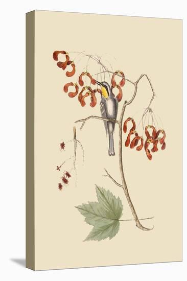 Yellow Throated Creeper-Mark Catesby-Stretched Canvas