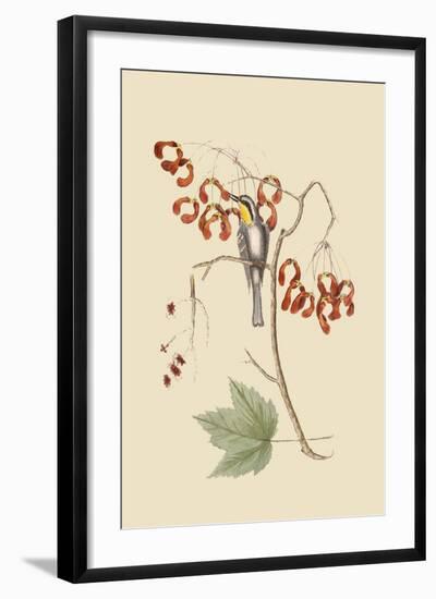 Yellow Throated Creeper-Mark Catesby-Framed Art Print