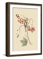 Yellow Throated Creeper-Mark Catesby-Framed Art Print