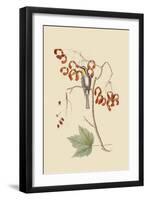 Yellow Throated Creeper-Mark Catesby-Framed Art Print