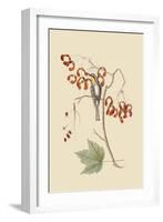 Yellow Throated Creeper-Mark Catesby-Framed Art Print