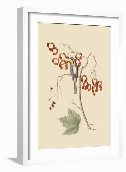 Yellow Throated Creeper-Mark Catesby-Framed Art Print