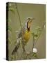 Yellow-Throated Longclaw (Macronyx Croceus), Serengeti National Park, Tanzania, East Africa, Africa-James Hager-Stretched Canvas