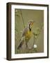 Yellow-Throated Longclaw (Macronyx Croceus), Serengeti National Park, Tanzania, East Africa, Africa-James Hager-Framed Photographic Print