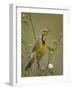 Yellow-Throated Longclaw (Macronyx Croceus), Serengeti National Park, Tanzania, East Africa, Africa-James Hager-Framed Photographic Print