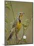 Yellow-Throated Longclaw (Macronyx Croceus), Serengeti National Park, Tanzania, East Africa, Africa-James Hager-Mounted Photographic Print