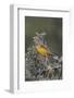 Yellow-Throated Longclaw-Hal Beral-Framed Photographic Print