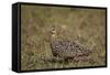 Yellow-Throated Sandgrouse (Pterocles Gutturalis)-James Hager-Framed Stretched Canvas