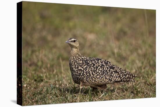 Yellow-Throated Sandgrouse (Pterocles Gutturalis)-James Hager-Stretched Canvas